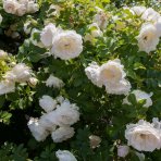 Ruža banksova (Rosa banksiae) ´ALBA PLENA´ – výška 130-170 cm, kont. C3L